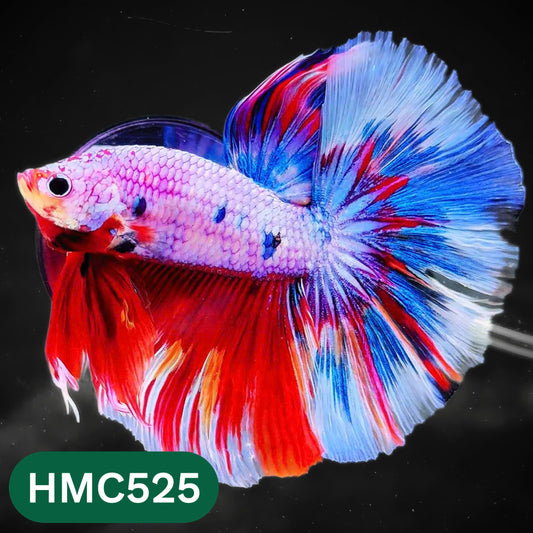 Nemo Halfmoon Male Betta Fish | Order Directly From Farm | You Pick Fish