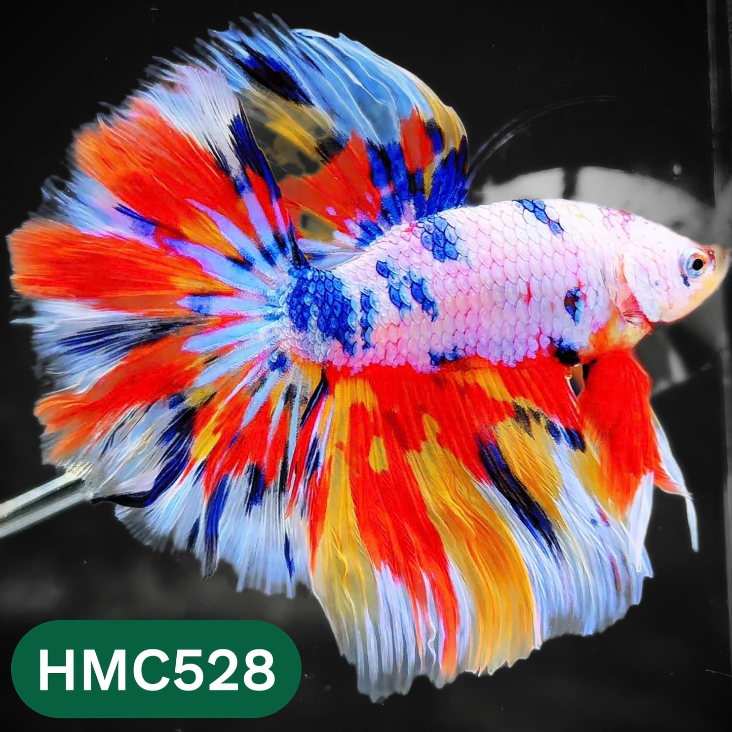 Nemo Halfmoon Male Betta Fish | Order Directly From Farm | You Pick Fish