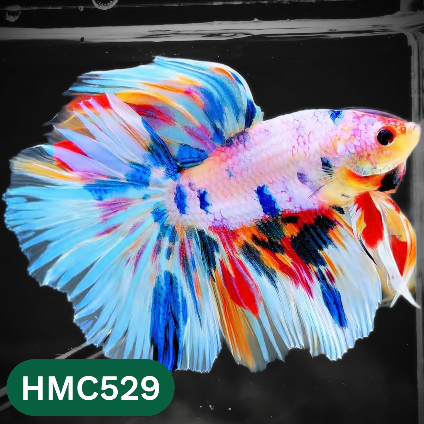 Nemo Halfmoon Male Betta Fish | Order Directly From Farm | You Pick Fish