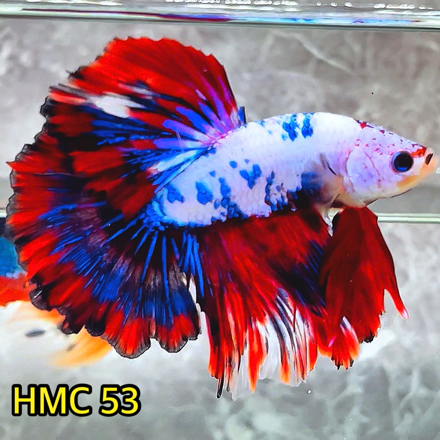 Multicolor Halfmoon Male Betta Fish | High Grade | Order Directly From Farm |  You Pick Fish |