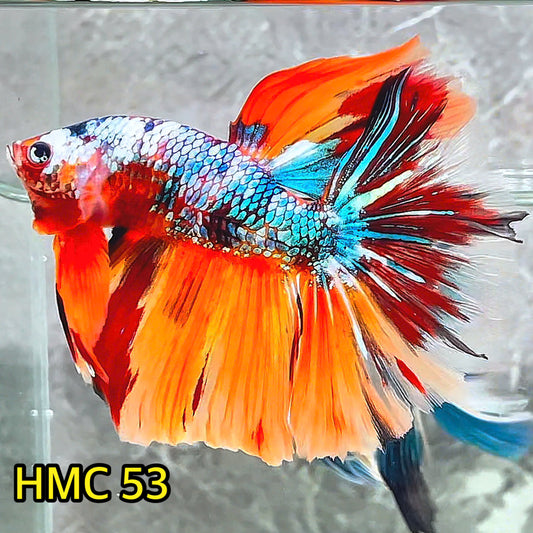 Multicolor Halfmoon Male Betta Fish | High Grade | Order Directly From Farm |  You Pick Fish |