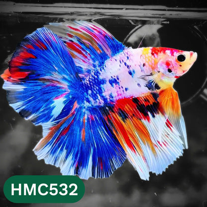 Nemo Halfmoon Male Betta Fish | Order Directly From Farm | You Pick Fish