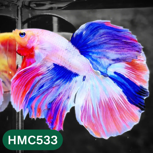 Nemo Halfmoon Male Betta Fish | Order Directly From Farm | You Pick Fish