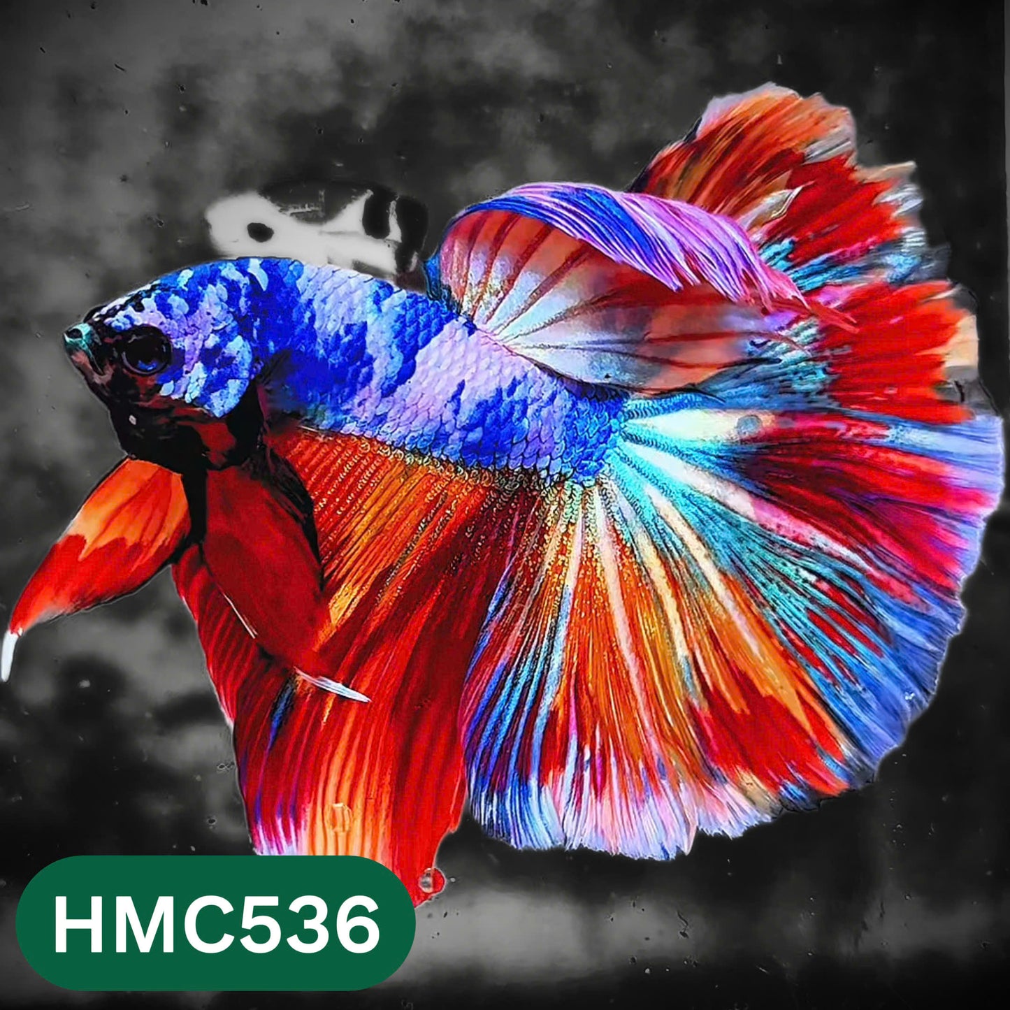 Nemo Halfmoon Male Betta Fish | Order Directly From Farm | You Pick Fish