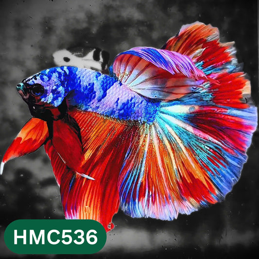 Nemo Halfmoon Male Betta Fish | Order Directly From Farm | You Pick Fish