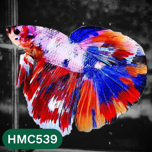 Nemo Halfmoon Male Betta Fish | Order Directly From Farm | You Pick Fish