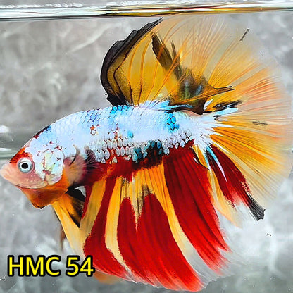 Multicolor Halfmoon Male Betta Fish | High Grade | Order Directly From Farm|  You Pick Fish |