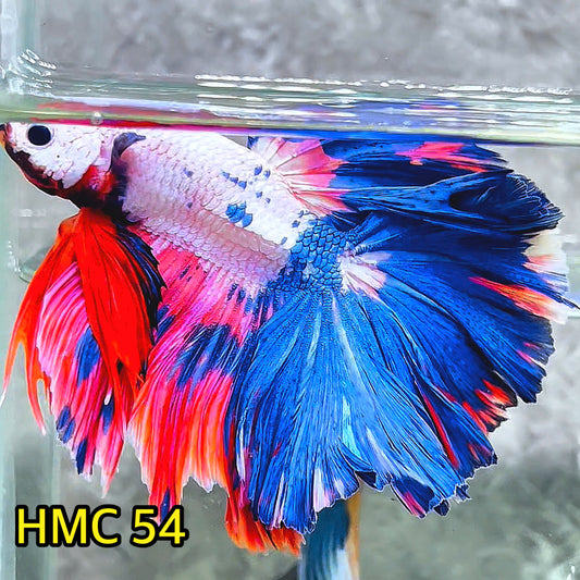 Multicolor Halfmoon Male Betta Fish | High Grade | Order Directly From Farm|  You Pick Fish |