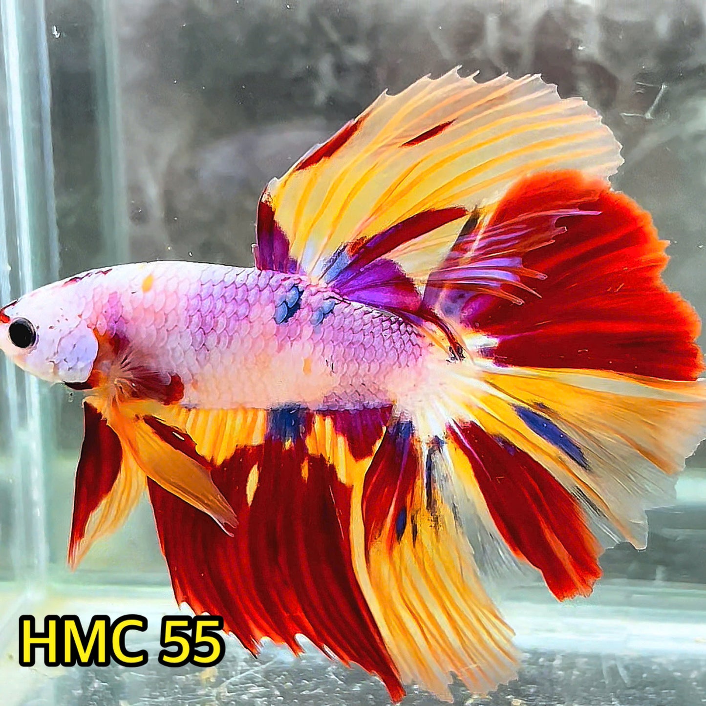 Multicolor Halfmoon Male Betta Fish | High Grade | Order Directly From Farm|  You Pick Fish |