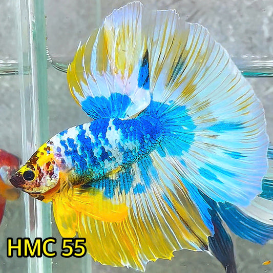 Multicolor Halfmoon Male Betta Fish | High Grade | Order Directly From Farm|  You Pick Fish |