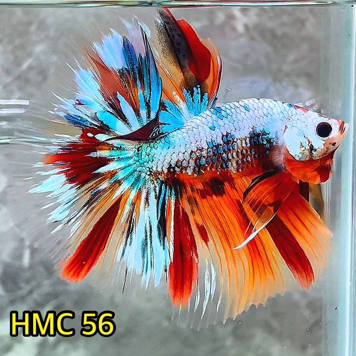 Multicolor Halfmoon Male Betta Fish | High Grade | Order Directly From Farm |  You Pick Fish |