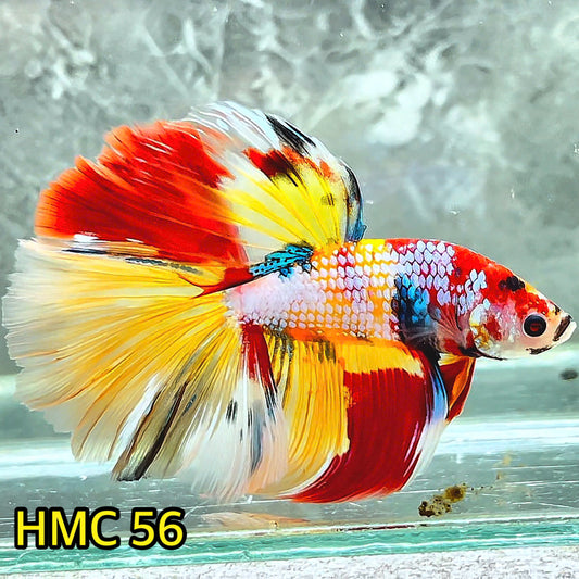 Multicolor Halfmoon Male Betta Fish | High Grade | Order Directly From Farm |  You Pick Fish |