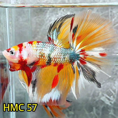 Multicolor Halfmoon Male Betta Fish | High Grade | Order Directly From Farm|  You Pick Fish |