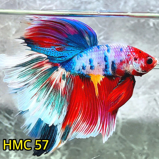 Multicolor Halfmoon Male Betta Fish | High Grade | Order Directly From Farm |  You Pick Fish |