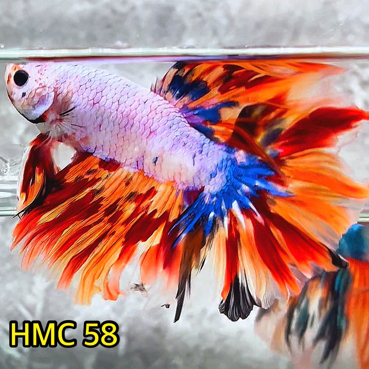 Multicolor Halfmoon Male Betta Fish | High Grade | Order Directly From Farm |  You Pick Fish |