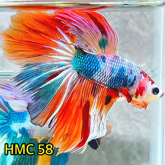 Multicolor Halfmoon Male Betta Fish | High Grade | Order Directly From Farm |  You Pick Fish |