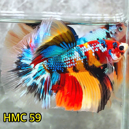 Multicolor Halfmoon Male Betta Fish | High Grade | Order Directly From Farm |  You Pick Fish |