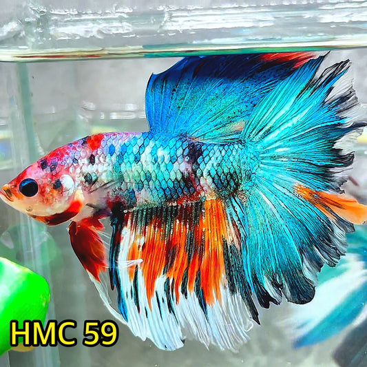 Multicolor Halfmoon Male Betta Fish | High Grade | Order Directly From Farm|  You Pick Fish |