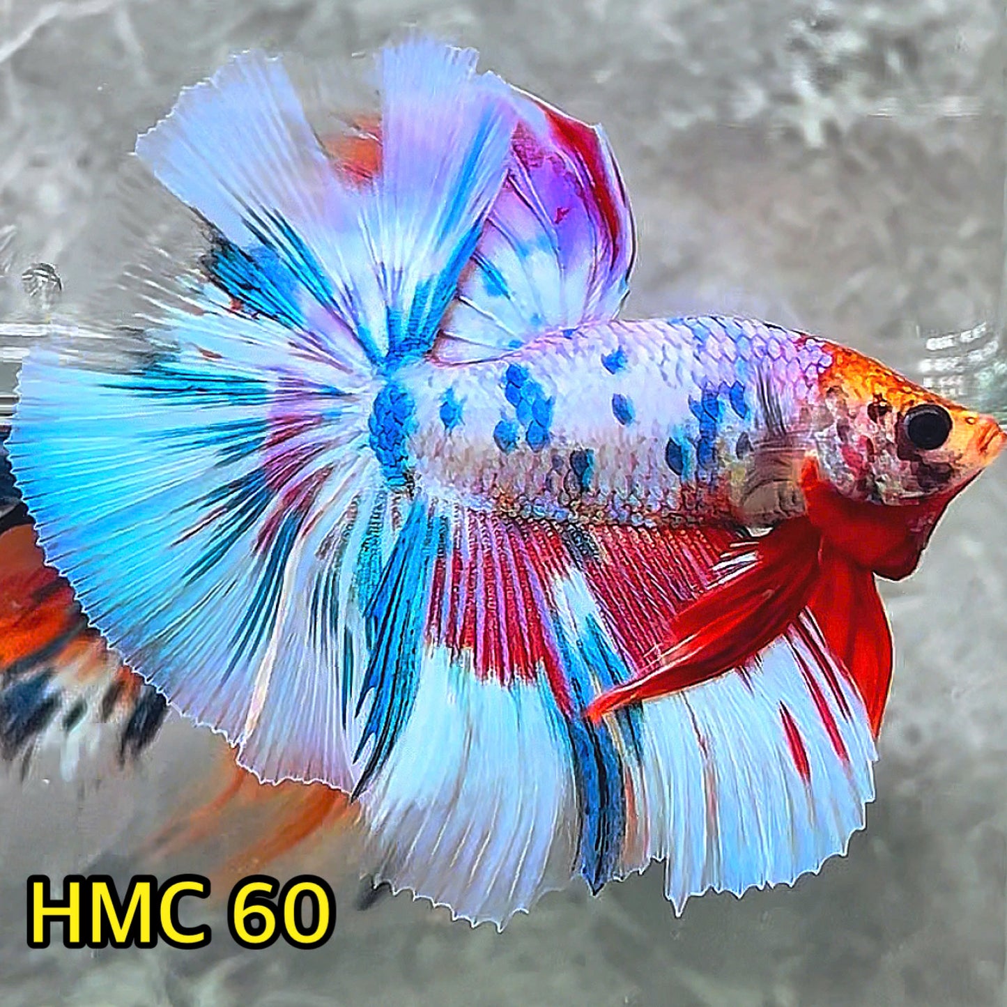 Multicolor Halfmoon Male Betta Fish | High Grade | Order Directly From Farm |  You Pick Fish |