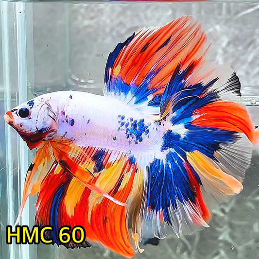 Multicolor Halfmoon Male Betta Fish | High Grade | Order Directly From Farm|  You Pick Fish |