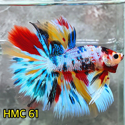 Multicolor Halfmoon Male Betta Fish | High Grade | Order Directly From Farm |  You Pick Fish |