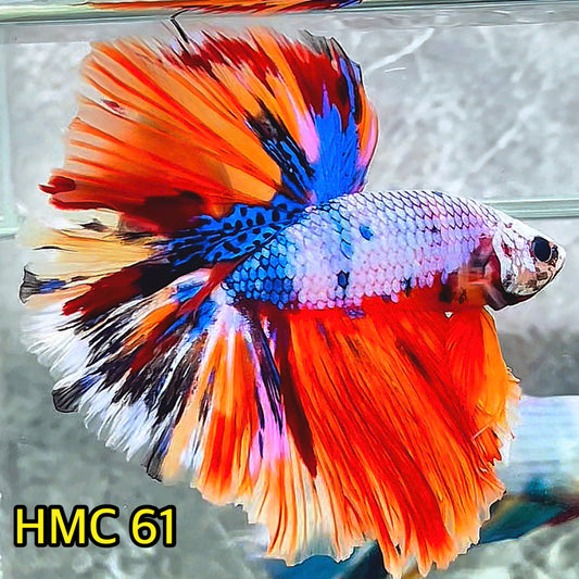 Multicolor Halfmoon Male Betta Fish | High Grade | Order Directly From Farm|  You Pick Fish |