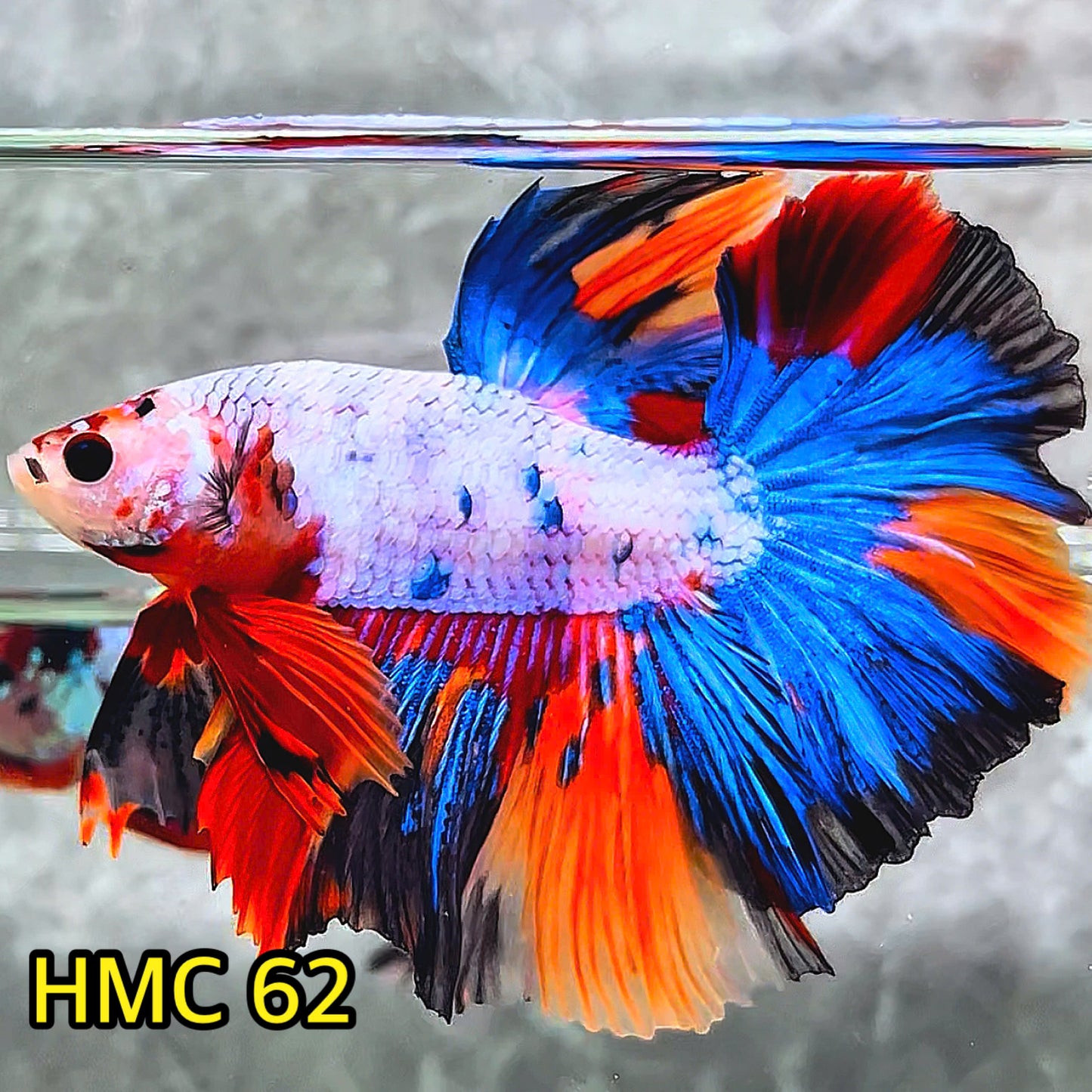 Multicolor Halfmoon Male Betta Fish | High Grade | Order Directly From Farm |  You Pick Fish |