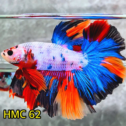 Multicolor Halfmoon Male Betta Fish | High Grade | Order Directly From Farm|  You Pick Fish |