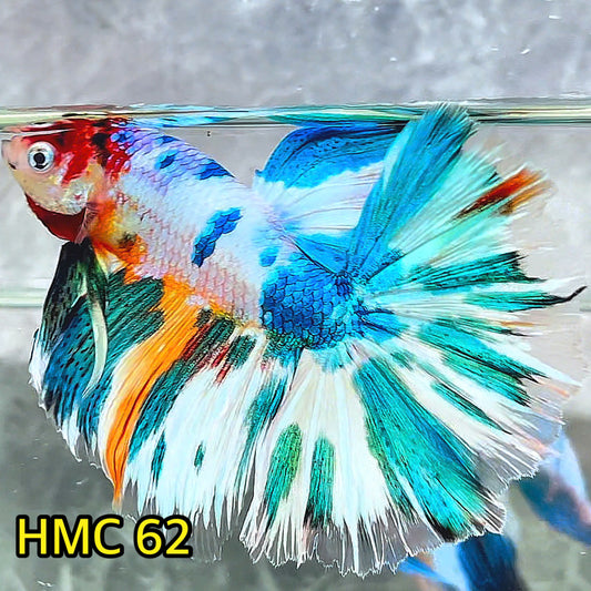 Multicolor Halfmoon Male Betta Fish | High Grade | Order Directly From Farm|  You Pick Fish |