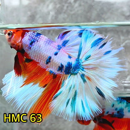 Multicolor Halfmoon Male Betta Fish | High Grade | Order Directly From Farm |  You Pick Fish |