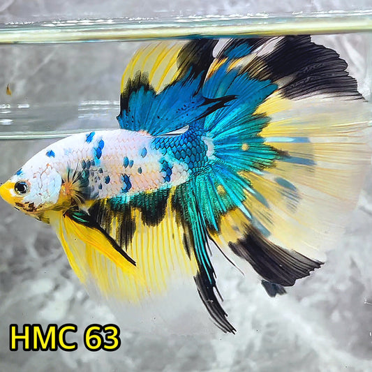 Multicolor Halfmoon Male Betta Fish | High Grade | Order Directly From Farm|  You Pick Fish |