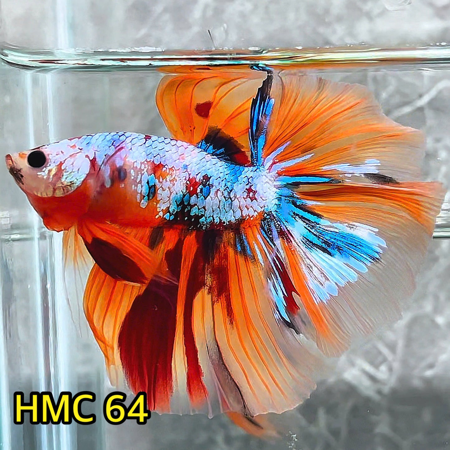 Multicolor Halfmoon Male Betta Fish | High Grade | Order Directly From Farm|  You Pick Fish |