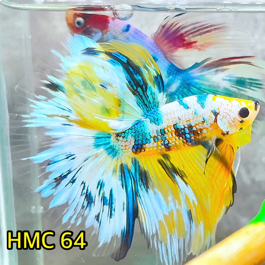 Multicolor Halfmoon Male Betta Fish | High Grade | Order Directly From Farm|  You Pick Fish |