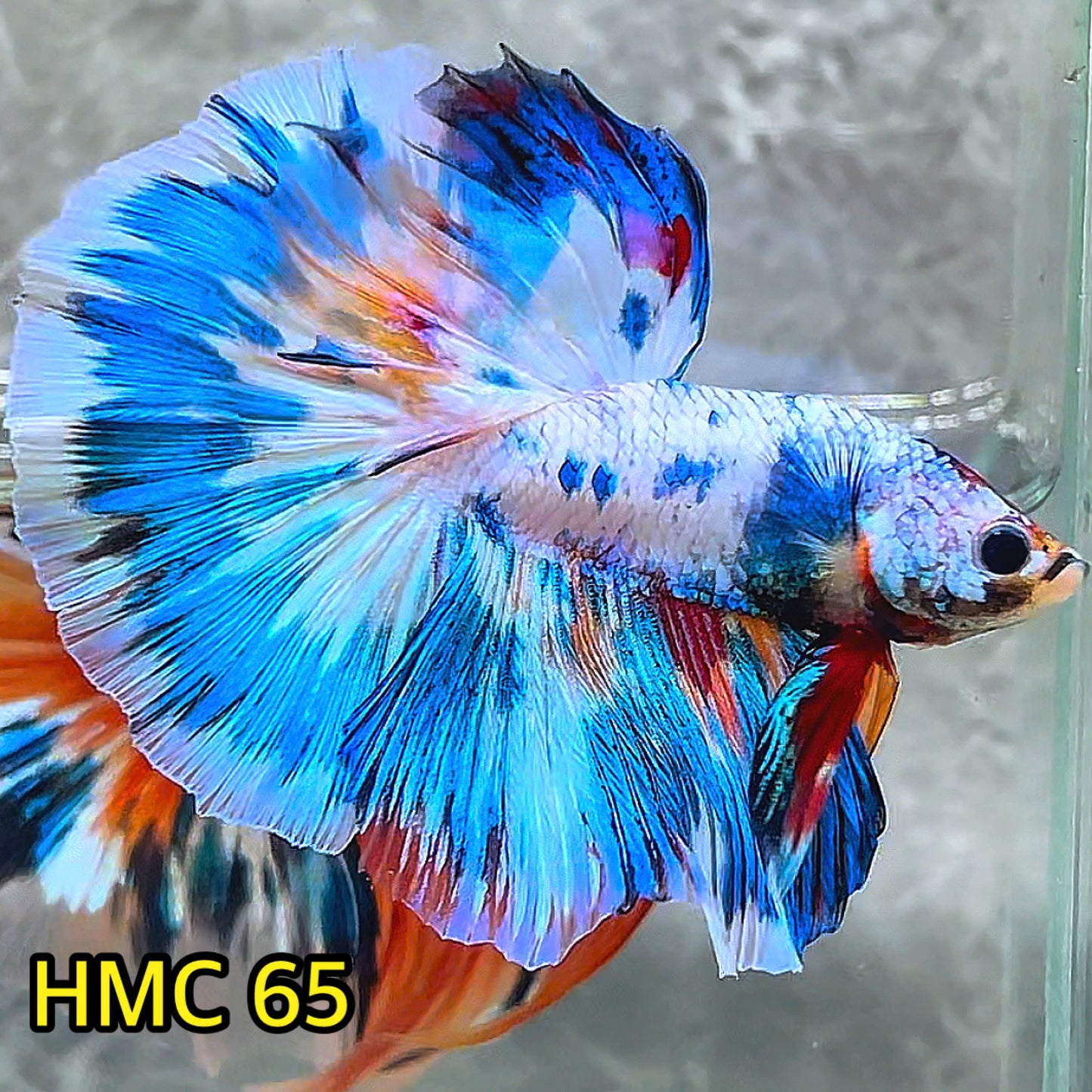 Multicolor Halfmoon Male Betta Fish | High Grade | Order Directly From Farm |  You Pick Fish |