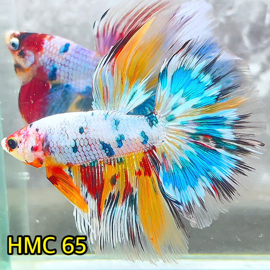 Multicolor Halfmoon Male Betta Fish | High Grade | Order Directly From Farm|  You Pick Fish |