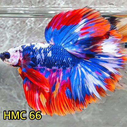 Multicolor Halfmoon Male Betta Fish | High Grade | Order Directly From Farm|  You Pick Fish |