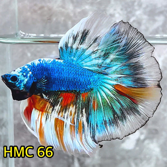 Multicolor Halfmoon Male Betta Fish | High Grade | Order Directly From Farm|  You Pick Fish |