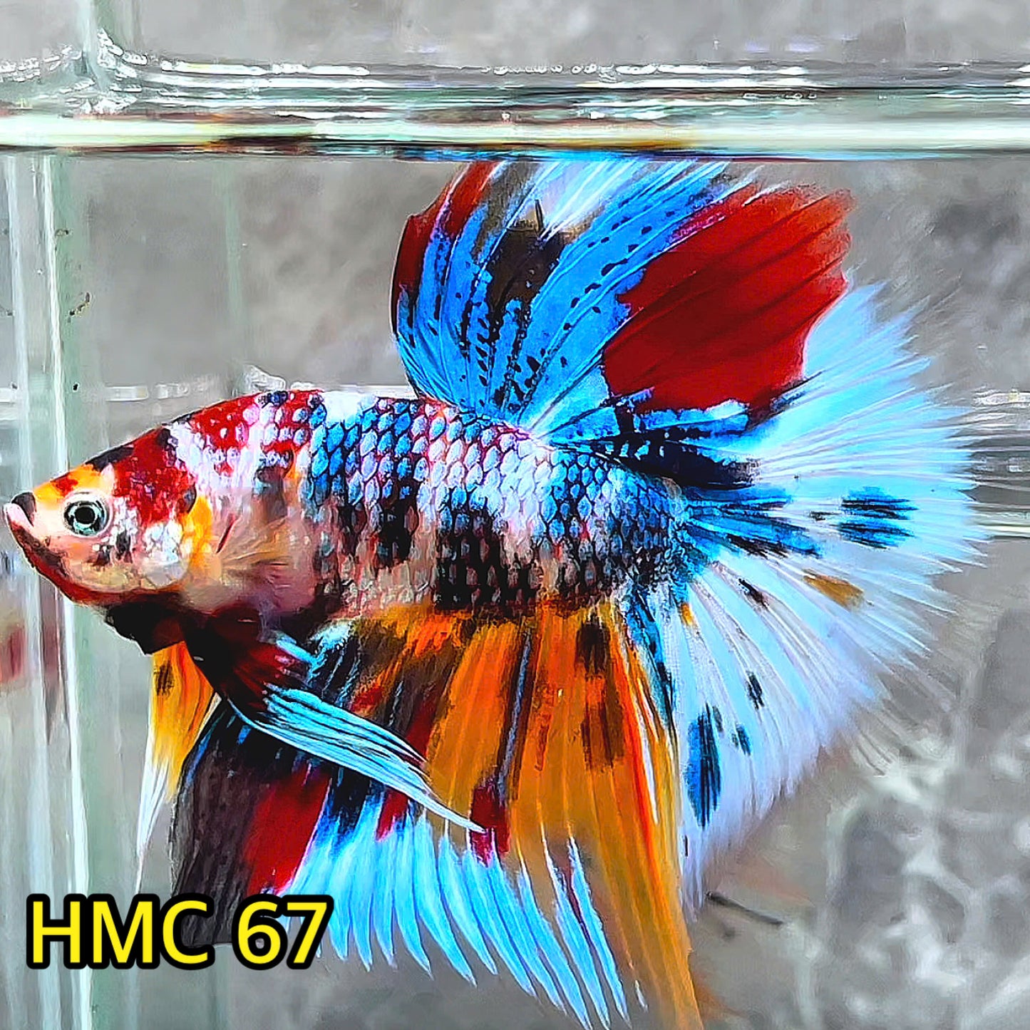 Multicolor Halfmoon Male Betta Fish | High Grade | Order Directly From Farm|  You Pick Fish |