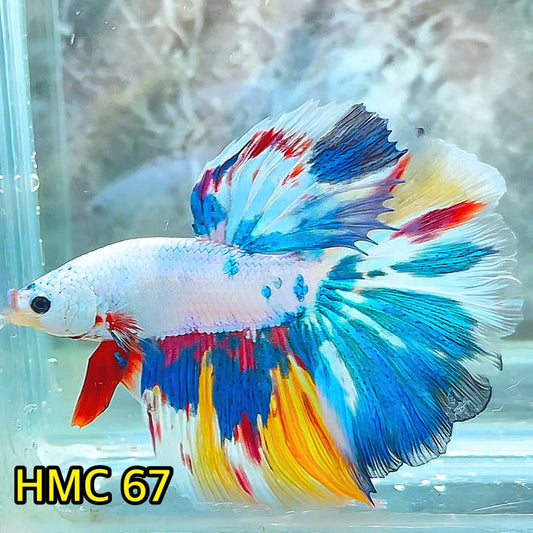 Multicolor Halfmoon Male Betta Fish | High Grade | Order Directly From Farm |  You Pick Fish |