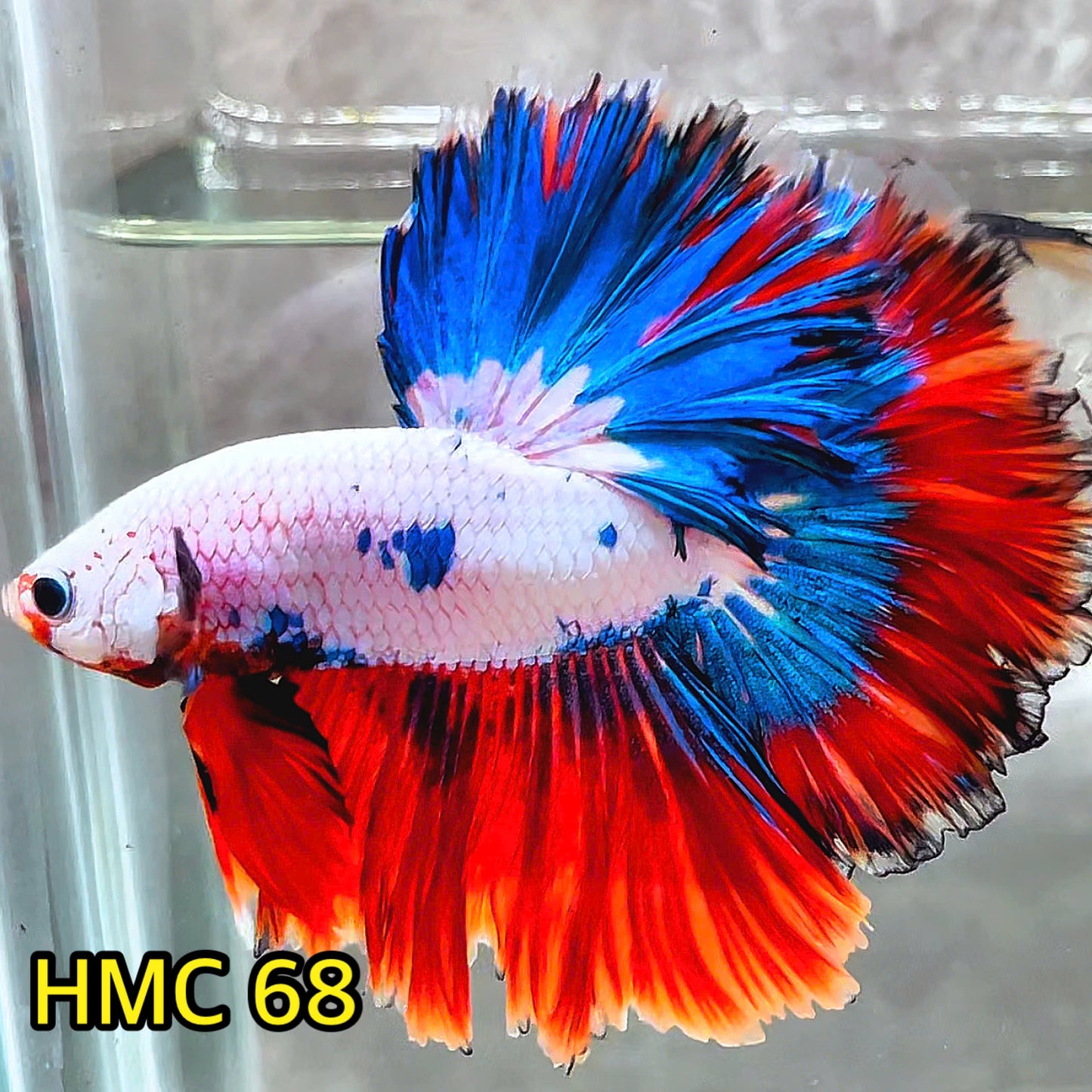 Multicolor Halfmoon Male Betta Fish | High Grade | Order Directly From Farm |  You Pick Fish |