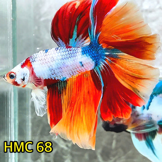 Multicolor Halfmoon Male Betta Fish | High Grade | Order Directly From Farm |  You Pick Fish |