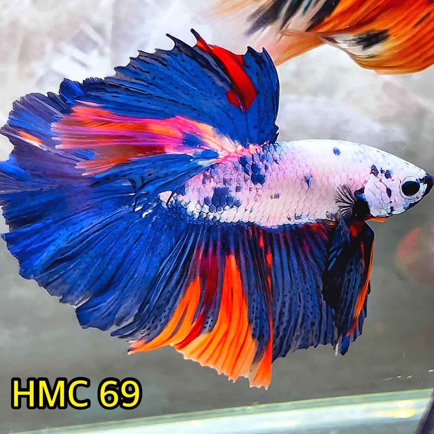 Multicolor Halfmoon Male Betta Fish | High Grade | Order Directly From Farm|  You Pick Fish |