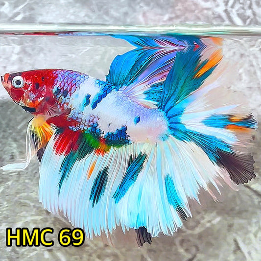 Multicolor Halfmoon Male Betta Fish | Order Directly From Farm | You Pick Fish