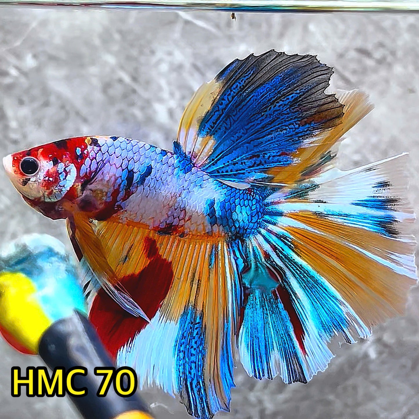 Multicolor Halfmoon Male Betta Fish | High Grade | Order Directly From Farm |  You Pick Fish |