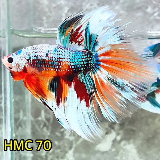 Multicolor Halfmoon Male Betta Fish | Order Directly From Farm | You Pick Fish