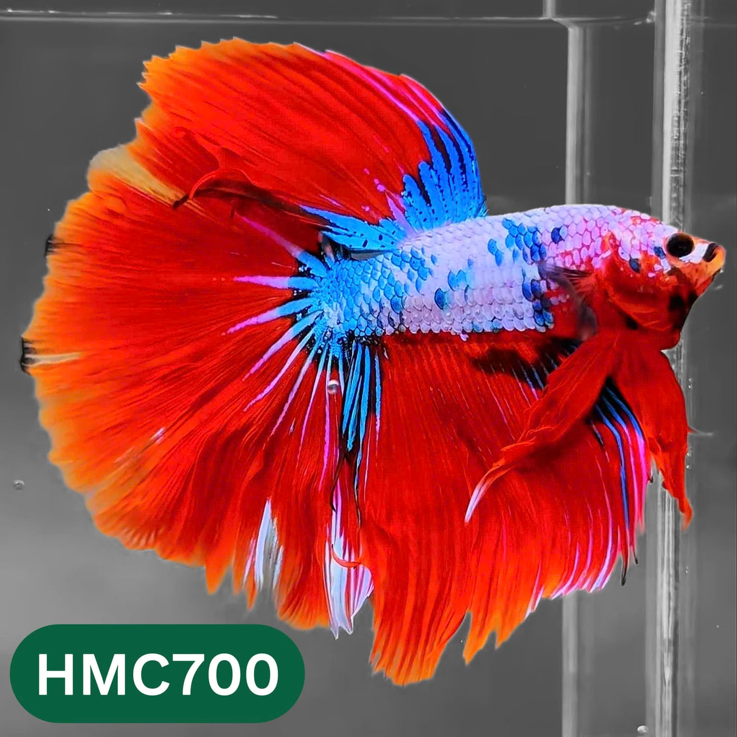 Multicolor Halfmoon Male Betta Fish | High Grade | Order Directly From Farm |  You Pick Fish |