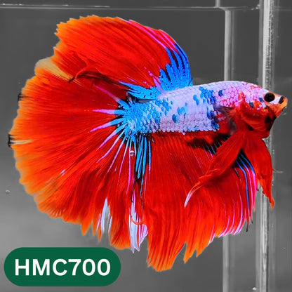 Multicolor Halfmoon Male Betta Fish | High Grade | Order Directly From Farm |  You Pick Fish |