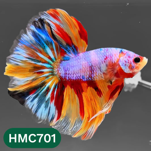 Multicolor Halfmoon Male Betta Fish | High Grade | Order Directly From Farm |  You Pick Fish |