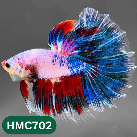 Multicolor Halfmoon Male Betta Fish | High Grade | Order Directly From Farm |  You Pick Fish |