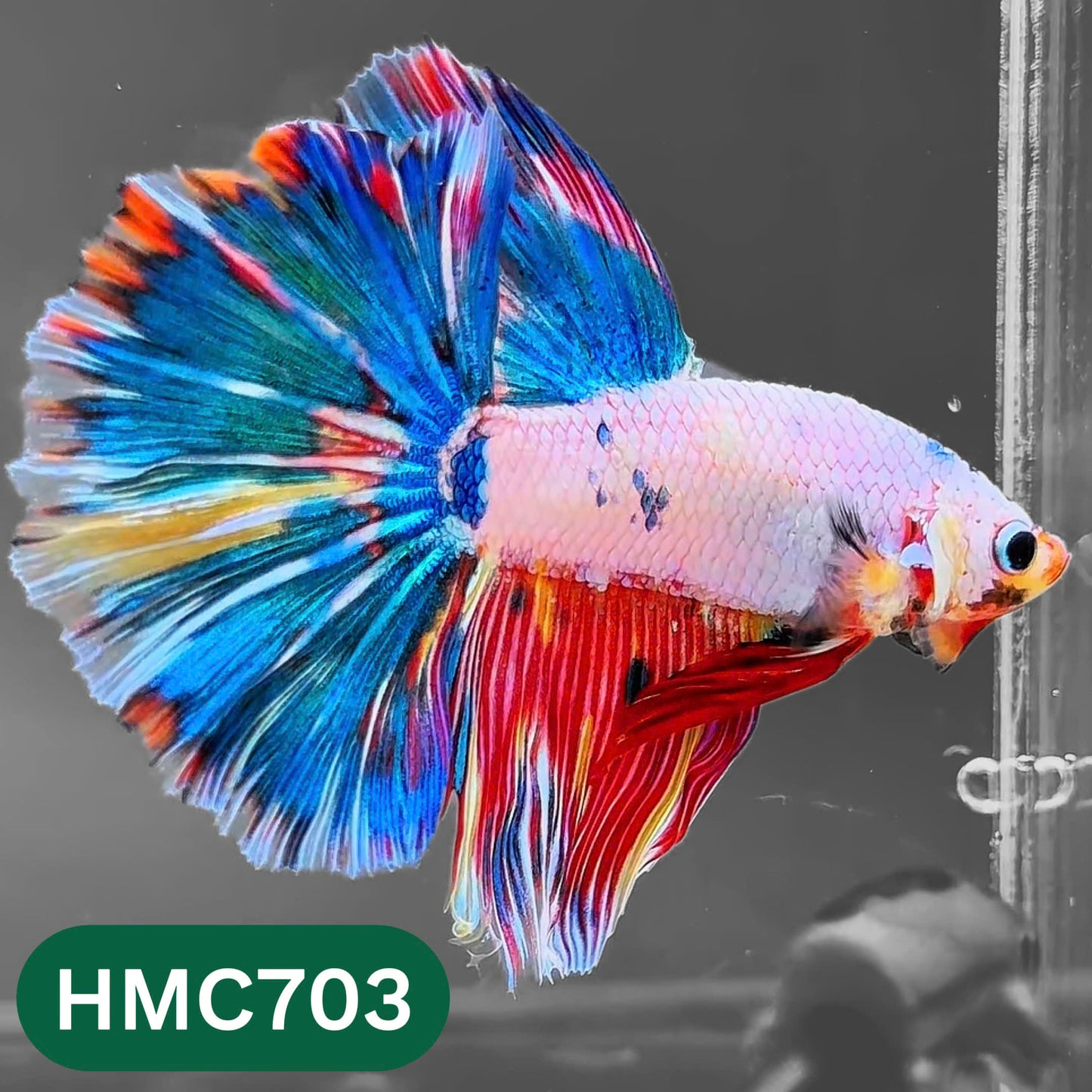 Multicolor Halfmoon Male Betta Fish | High Grade | Order Directly From Farm |  You Pick Fish |